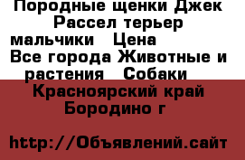 Породные щенки Джек Рассел терьер-мальчики › Цена ­ 40 000 - Все города Животные и растения » Собаки   . Красноярский край,Бородино г.